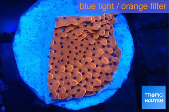 Montipora death spiral 2-3 cm WYSIWYG acclimaté