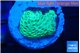 Goniopora green 2-4 cm WYSIWYG acclimaté