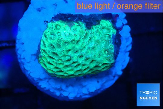 Goniopora green 2-4 cm WYSIWYG acclimaté