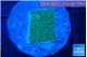 Montipora green & blue polyps 2 cm WYSIWYG acclimaté