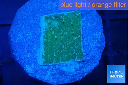 Montipora green & blue polyps 2 cm WYSIWYG acclimaté