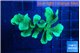 Pavona green 5-8 cm WYSIWYG acclimaté