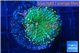 Ricordea yuma green & pink 1 polyp WYSIWYG acclimaté