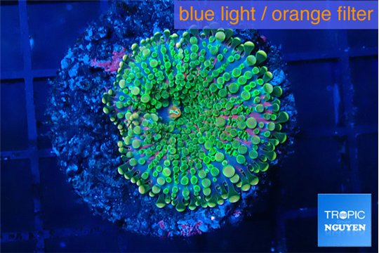 Ricordea yuma green & pink 1 polyp WYSIWYG acclimaté