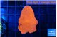 Montipora red cap 3-4 cm WYSIWYG acclimaté