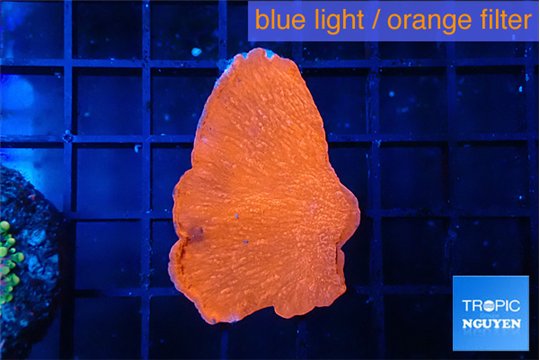 Montipora red cap 3-4 cm WYSIWYG acclimaté