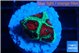 Favia red green monster 1-2 cm WYSIWYG acclimaté