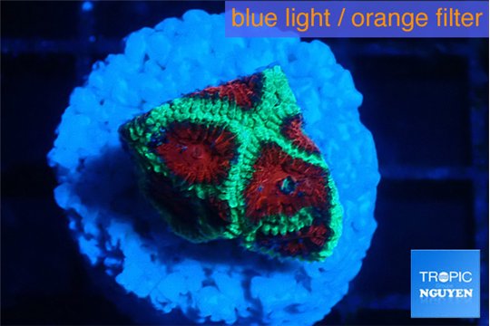 Favia red green monster 1-2 cm WYSIWYG acclimaté