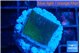 Montipora green & blue polyps 2 cm WYSIWYG acclimaté