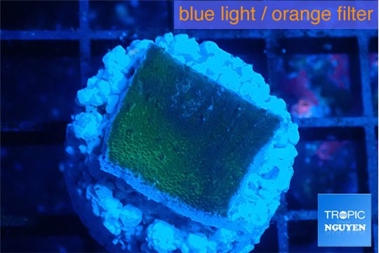 Montipora green & blue polyps 2 cm WYSIWYG acclimaté
