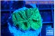 Favia green 2 cm WYSIWYG acclimaté