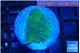 Montipora green & blue polyps 2 cm WYSIWYG acclimaté