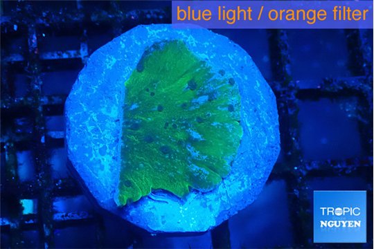 Montipora green & blue polyps 2 cm WYSIWYG acclimaté