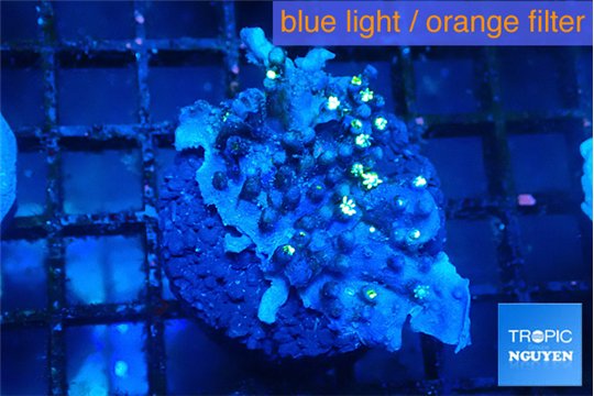 Pachyclavularia neon green 2-4 cm WYSIWYG acclimaté