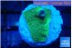 Pavona green 2 cm WYSIWYG acclimaté
