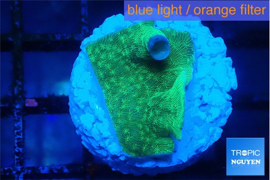 Pavona green 2 cm WYSIWYG acclimaté
