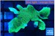Pavona green 3-5 cm WYSIWYG acclimaté