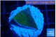 Montipora green & blue polyps 1 -2 cm WYSIWYG acclimaté