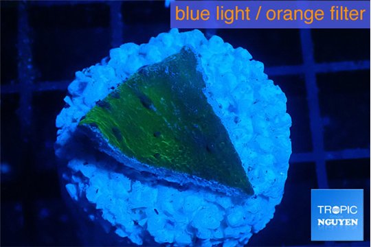 Montipora green & blue polyps 1 -2 cm WYSIWYG acclimaté