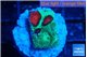 Favia red green monster 2 cm WYSIWYG acclimaté