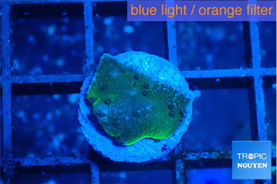 Montipora green & blue polyps 1 cm WYSIWYG acclimaté