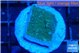 Montipora green & blue polyps 2 cm WYSIWYG acclimaté