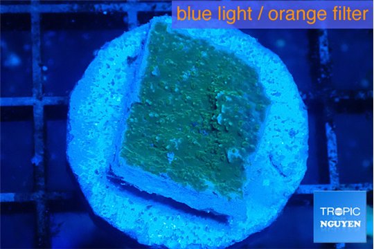 Montipora green & blue polyps 2 cm WYSIWYG acclimaté