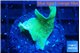 Pavona green 2-3 cm WYSIWYG acclimaté
