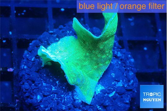 Pavona green 2-3 cm WYSIWYG acclimaté