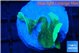 Pavona green 2-3 cm WYSIWYG acclimaté