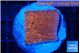 Montipora death spiral 2-3 cm WYSIWYG acclimaté