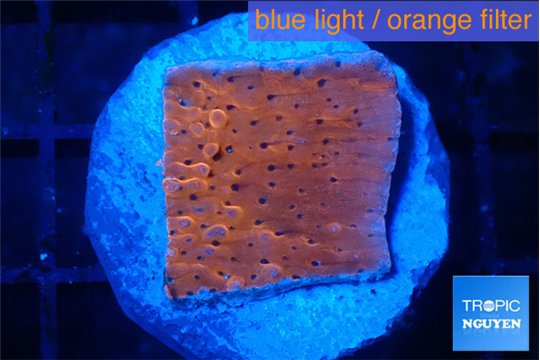 Montipora death spiral 2-3 cm WYSIWYG acclimaté