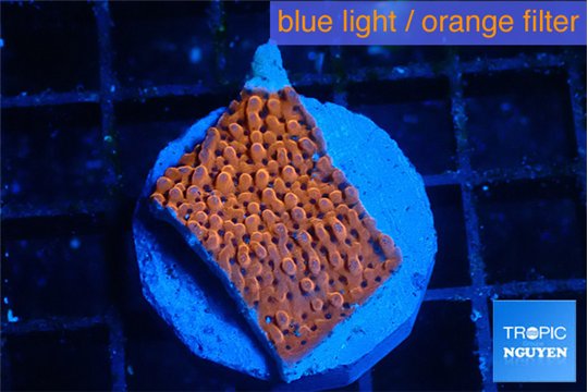 Montipora death spiral 2-3 cm WYSIWYG acclimaté
