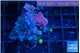 Zoanthus golden 3-4 polyps WYSIWYG acclimaté