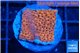 Montipora death spiral 2-3 cm WYSIWYG acclimaté