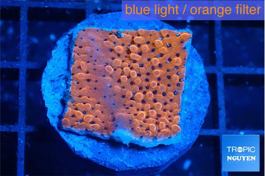 Montipora death spiral 2-3 cm WYSIWYG acclimaté