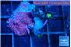 Zoanthus golden 3-4 polyps WYSIWYG acclimaté