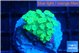 Goniopora green 2-3 cm WYSIWYG acclimaté