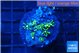 Pachyclavularia neon green 2-4 cm WYSIWYG acclimaté