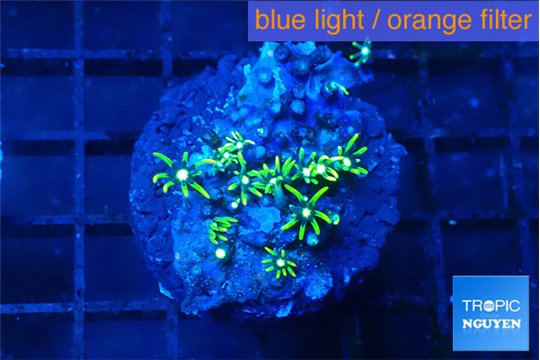 Pachyclavularia neon green 2-4 cm WYSIWYG acclimaté