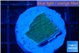 Montipora green & blue polyps 1-2 cm WYSIWYG acclimaté