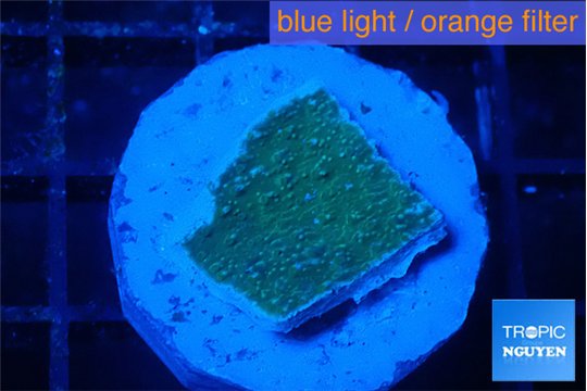 Montipora green & blue polyps 1-2 cm WYSIWYG acclimaté
