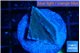 Montipora green & blue polyps 1-2 cm WYSIWYG acclimaté
