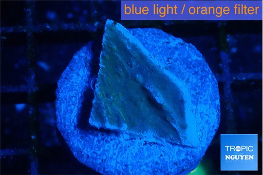 Montipora green & blue polyps 1-2 cm WYSIWYG acclimaté