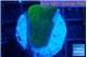 Montipora green & blue polyps 2 cm WYSIWYG acclimaté