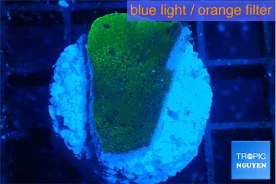 Montipora green & blue polyps 2 cm WYSIWYG acclimaté