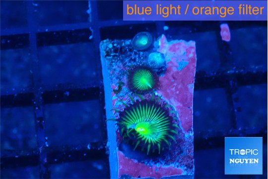 Palythoa green 2-3 polyps WYSIWYG acclimaté