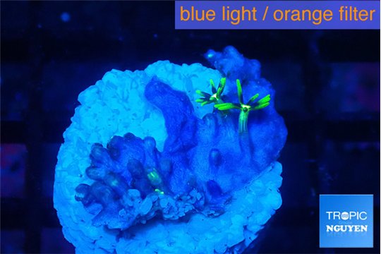 Pachyclavularia neon green 2 cm WYSIWYG acclimaté