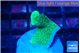 Pavona green 1-2 cm WYSIWYG acclimaté