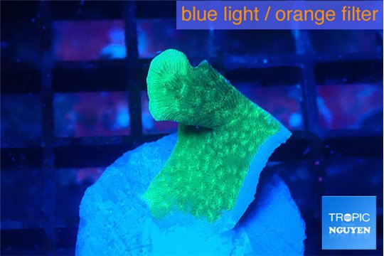 Pavona green 1-2 cm WYSIWYG acclimaté